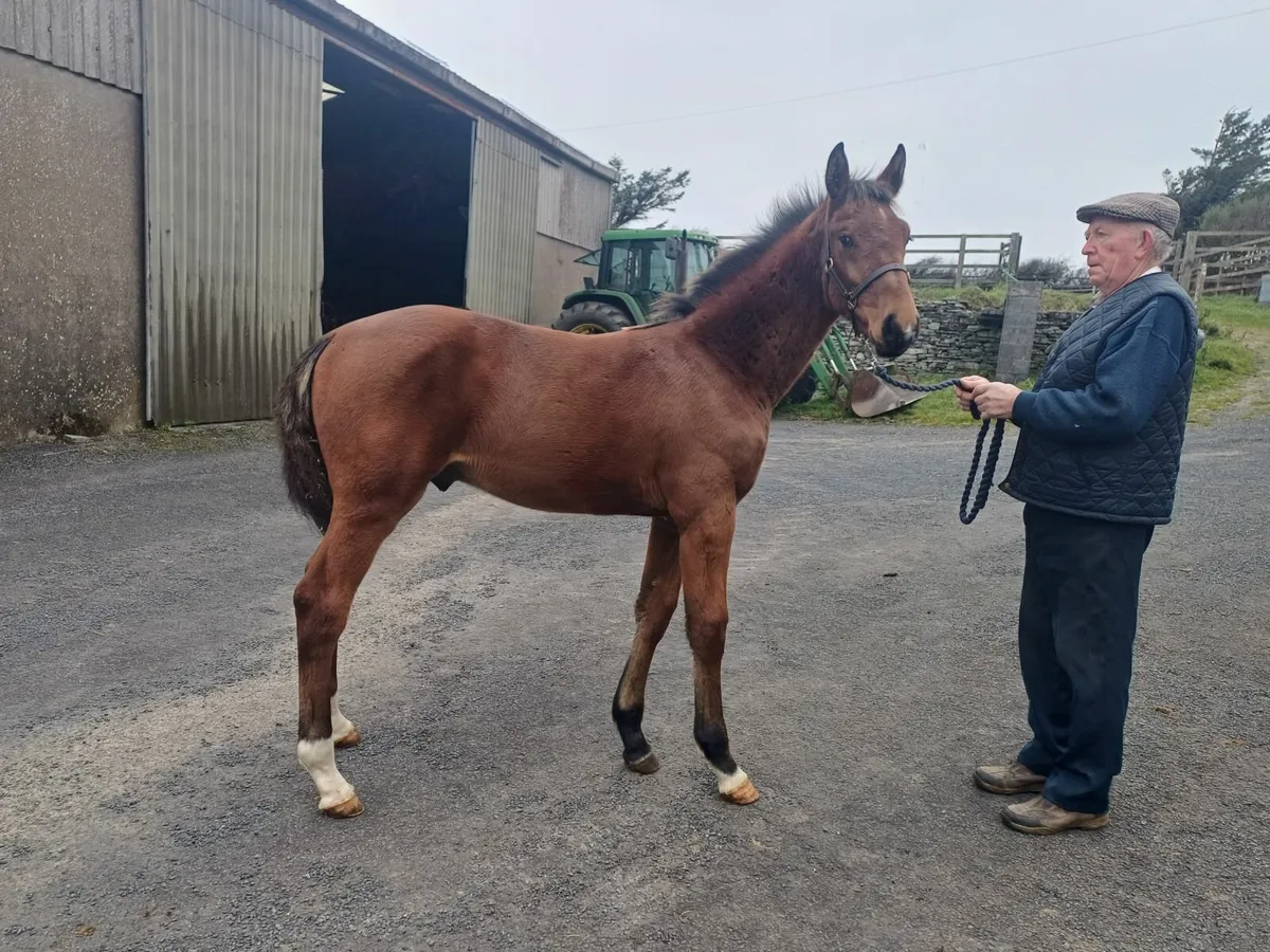 Colt Foal - Image 1