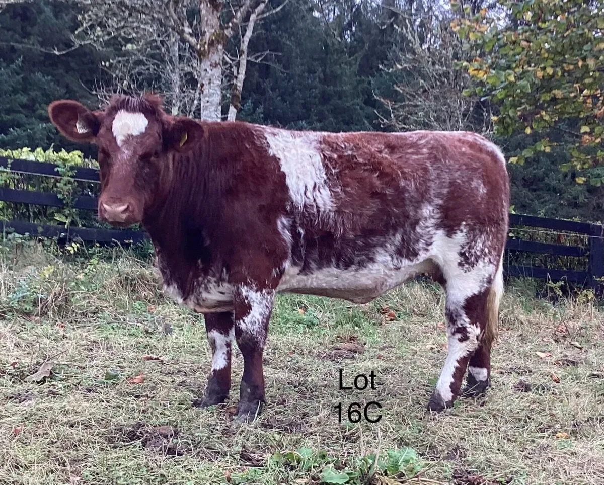 3 P.B.R Shorthorn Maiden Heifers - Image 1