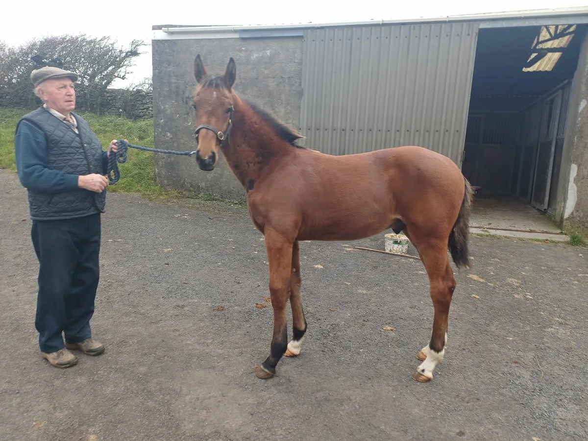 Colt Foal - Image 3