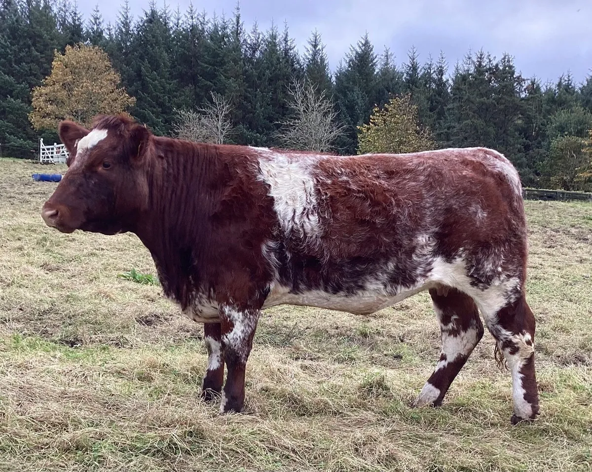 3 P.B.R Shorthorn Maiden Heifers - Image 2