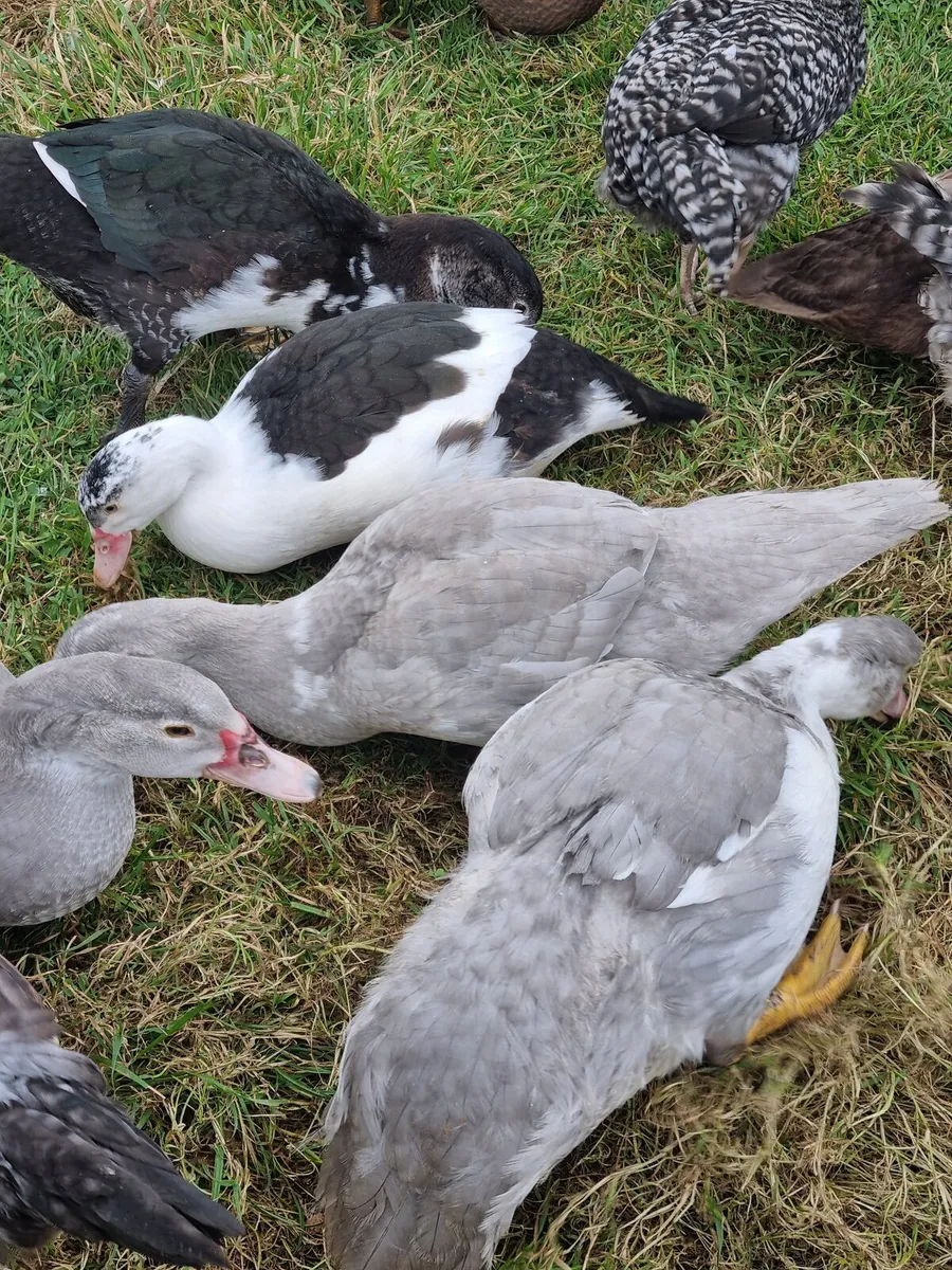 Poultry - Image 3