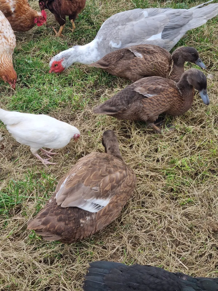 Poultry - Image 4