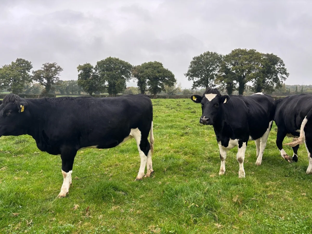 12 In Calf Heifers PBR - Image 1