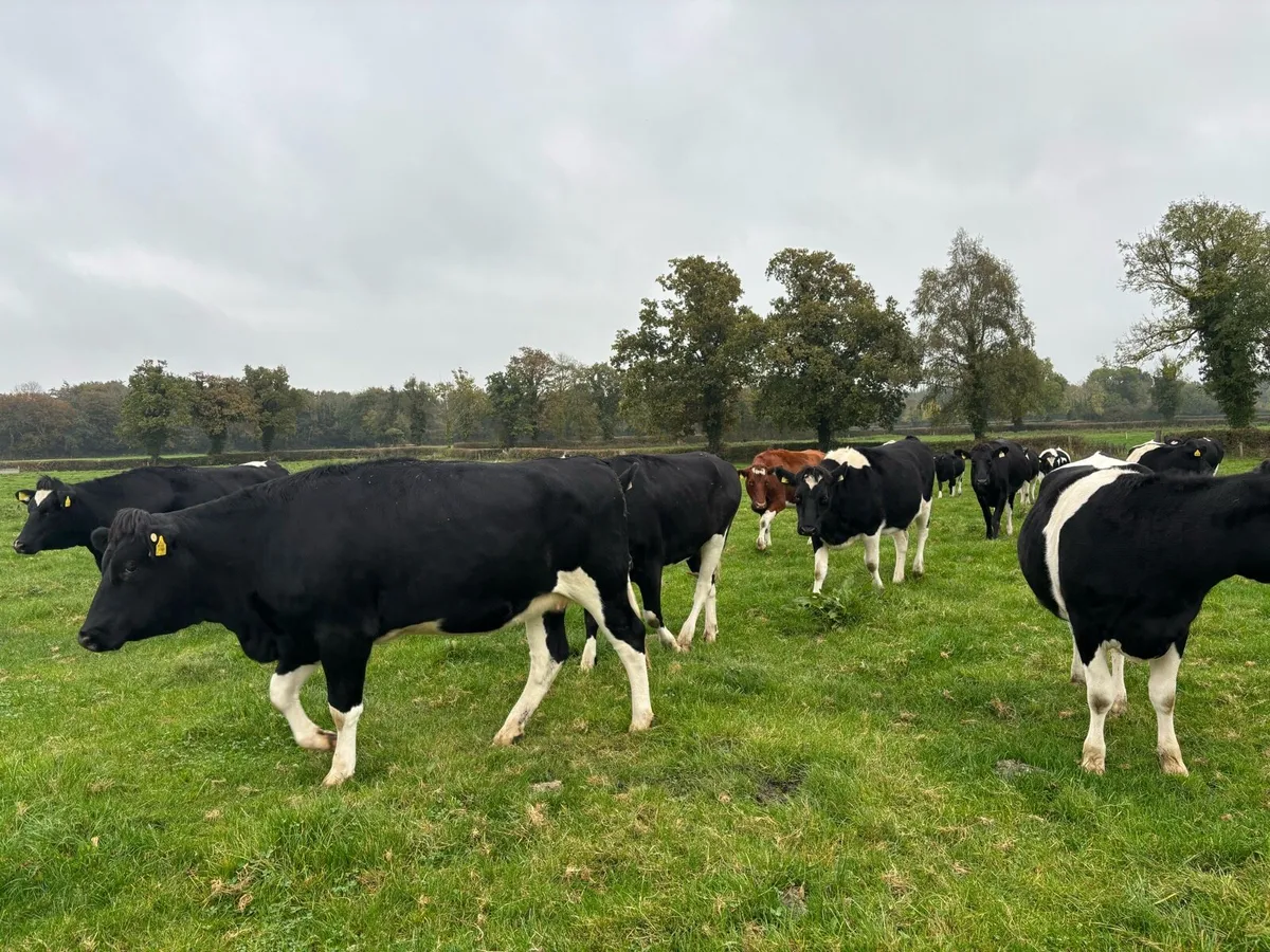 12 In Calf Heifers PBR - Image 2