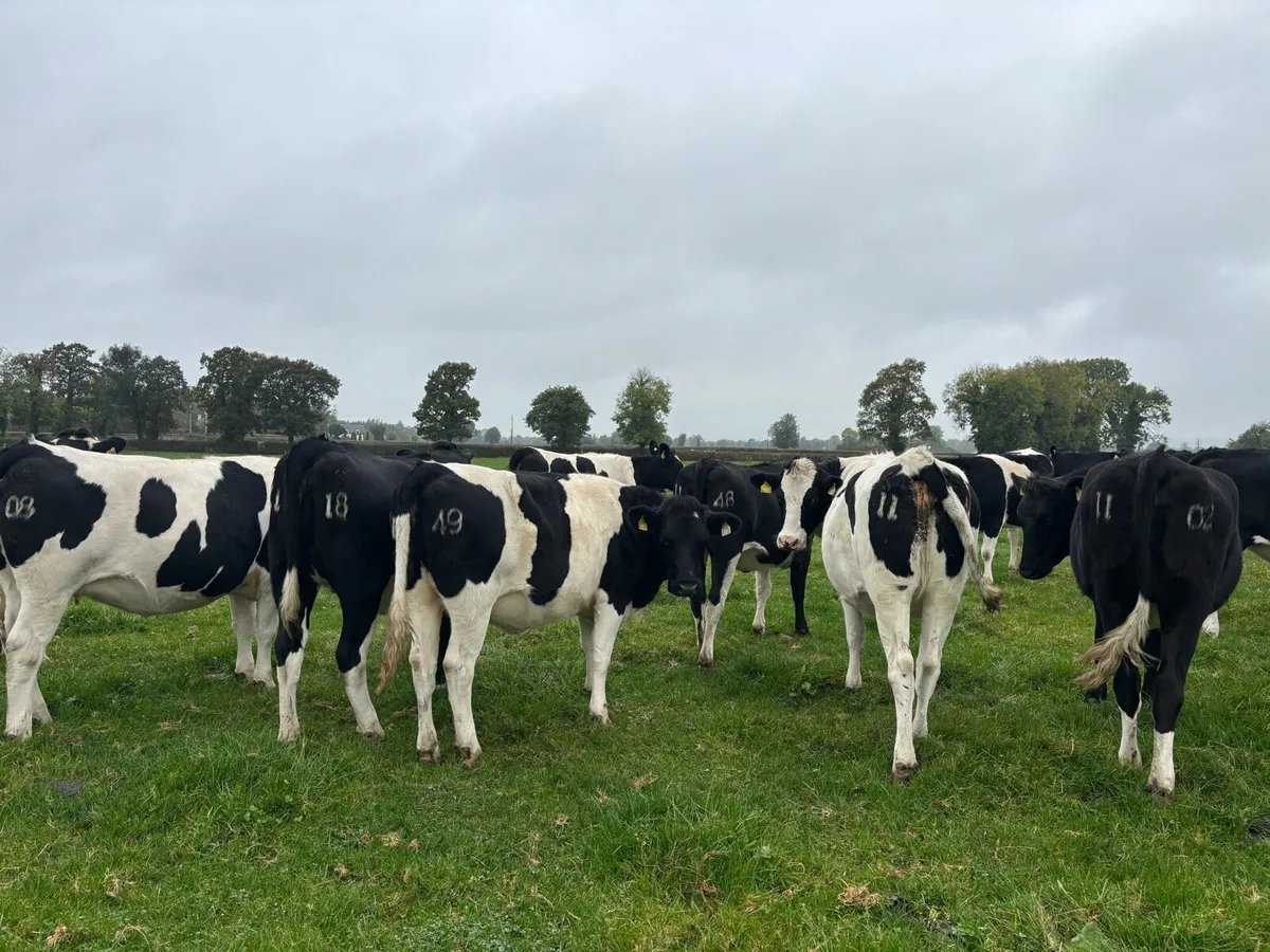 12 In Calf Heifers PBR - Image 3