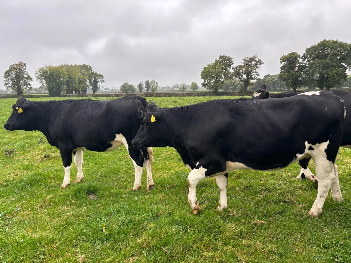 12 In Calf Heifers PBR - Image 4