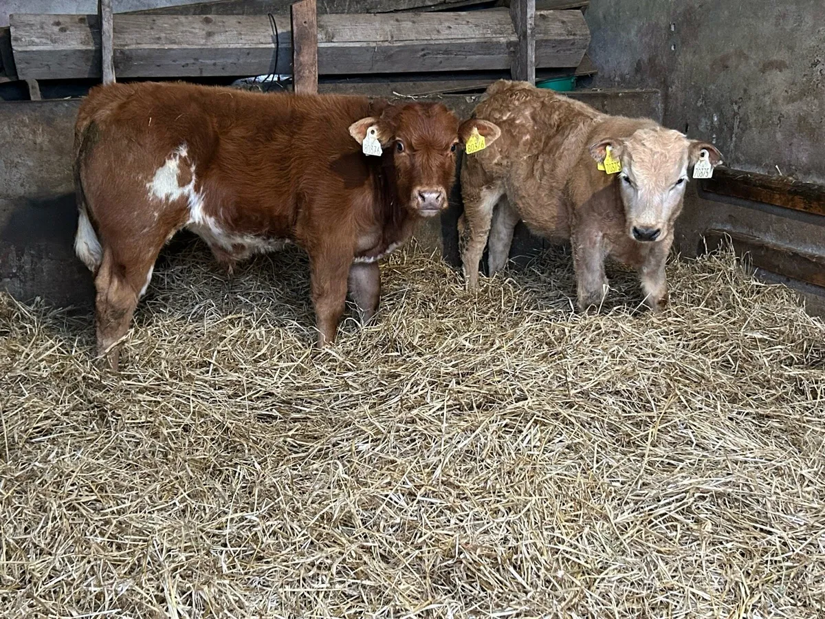 Top Quality Continental Bull Calves - Image 1