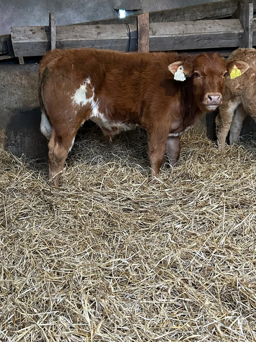 Top Quality Continental Bull Calves - Image 2