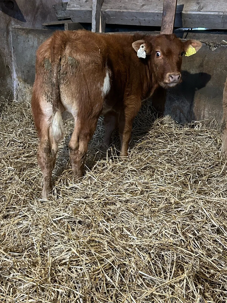 Top Quality Continental Bull Calves - Image 3