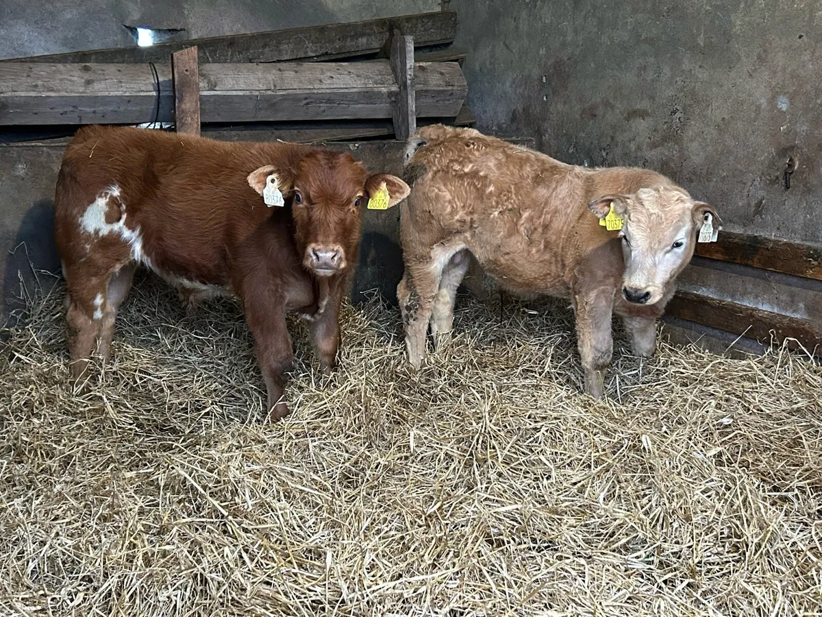 Top Quality Continental Bull Calves - Image 4