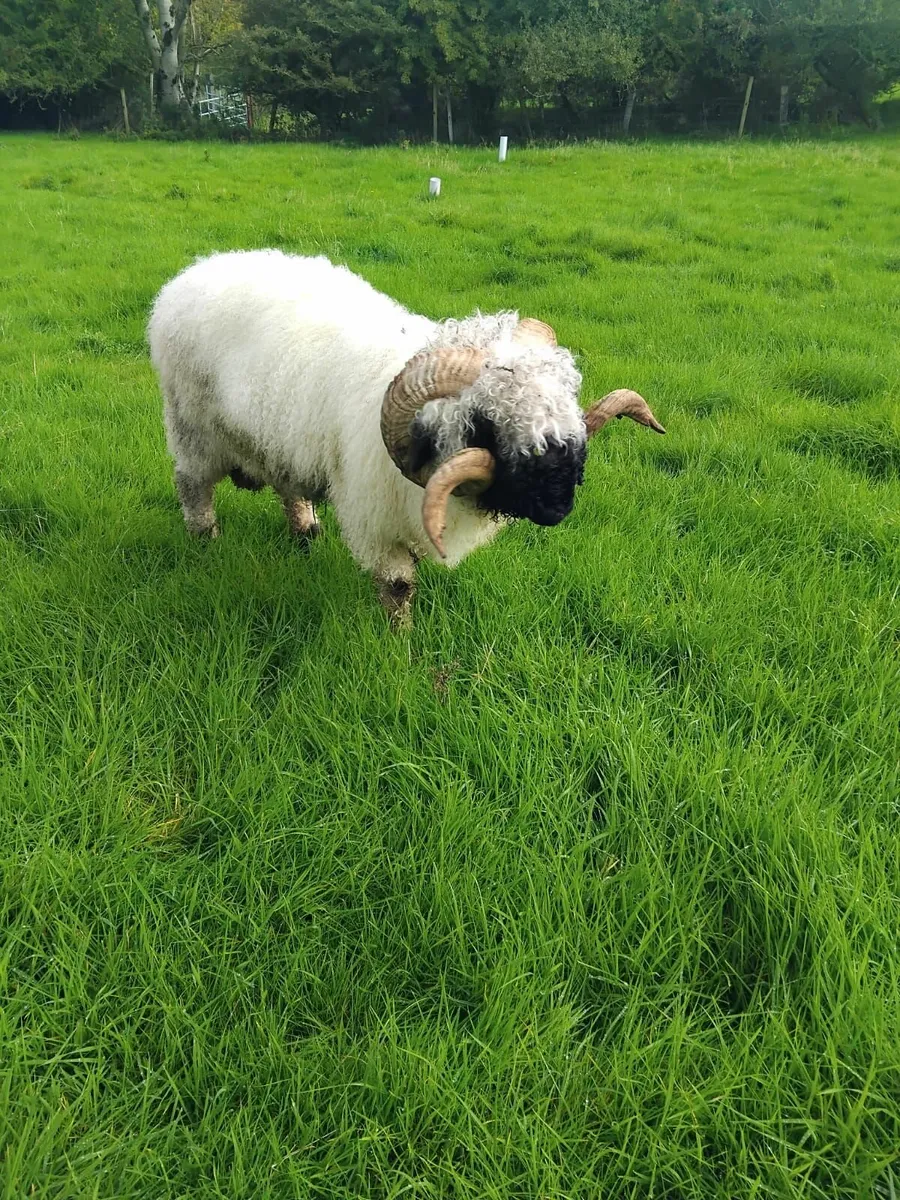 Blacknose Valais Ram - Image 1