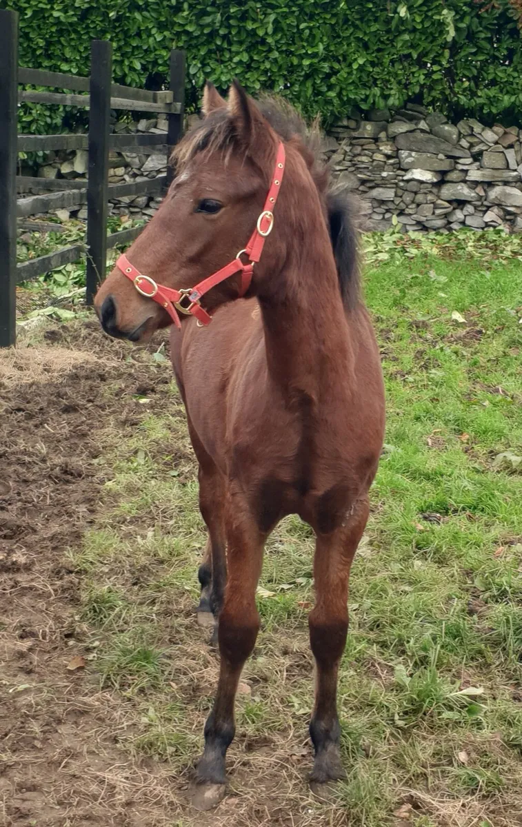 Connemara filly foals - Image 2