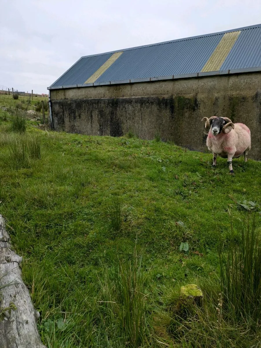 Two Year old Ram - Image 1