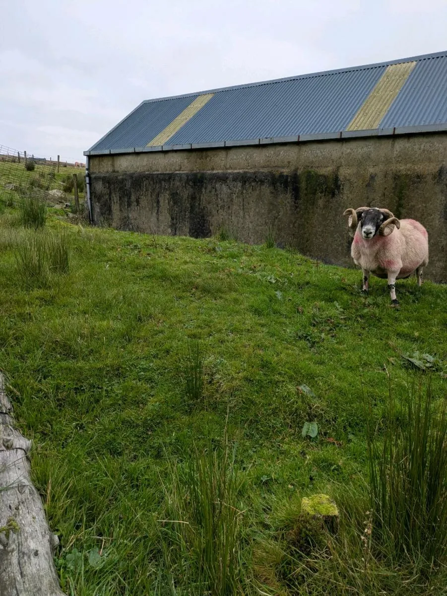 Two Year old Ram - Image 2