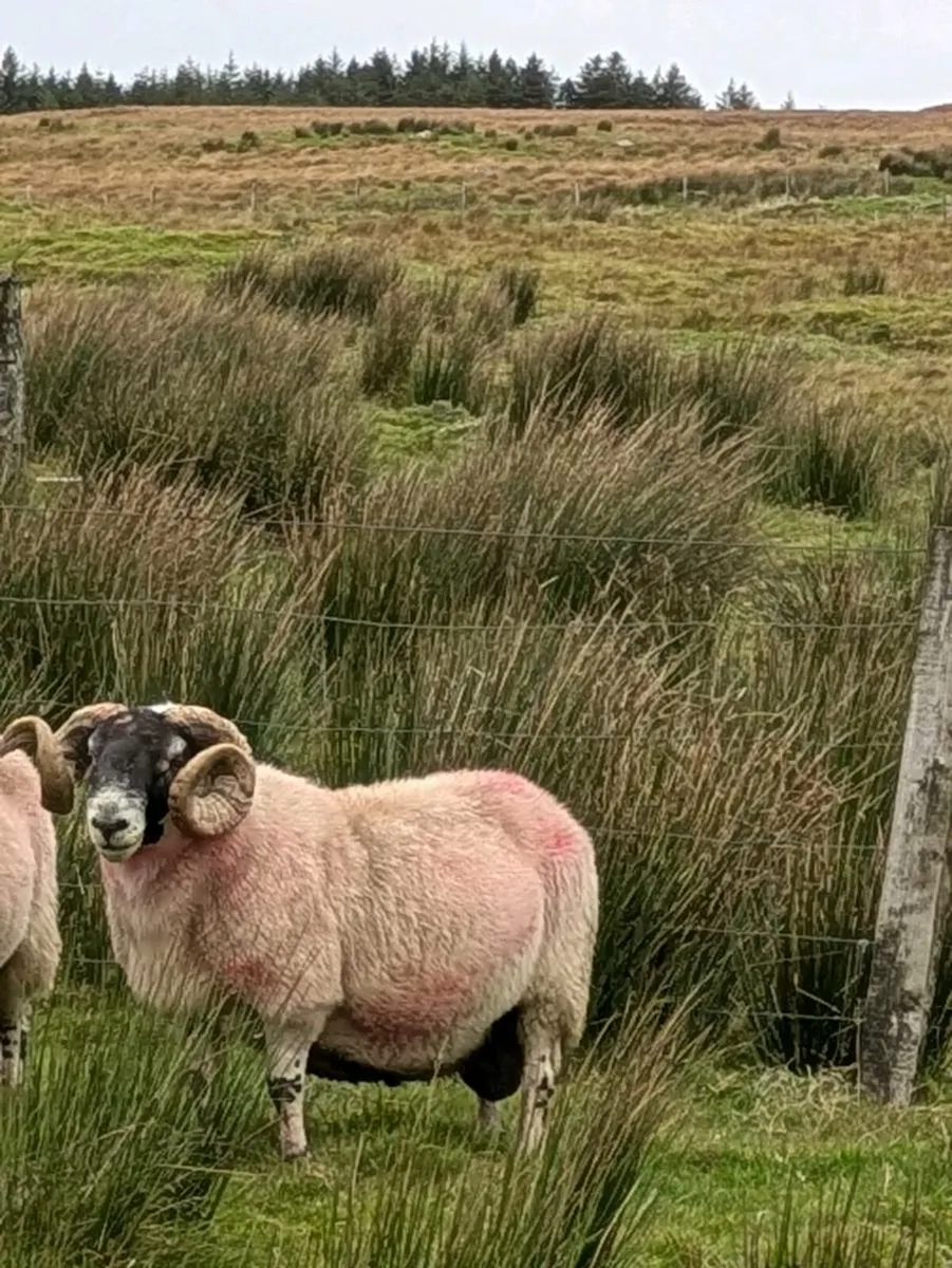 Two Year old Ram - Image 3