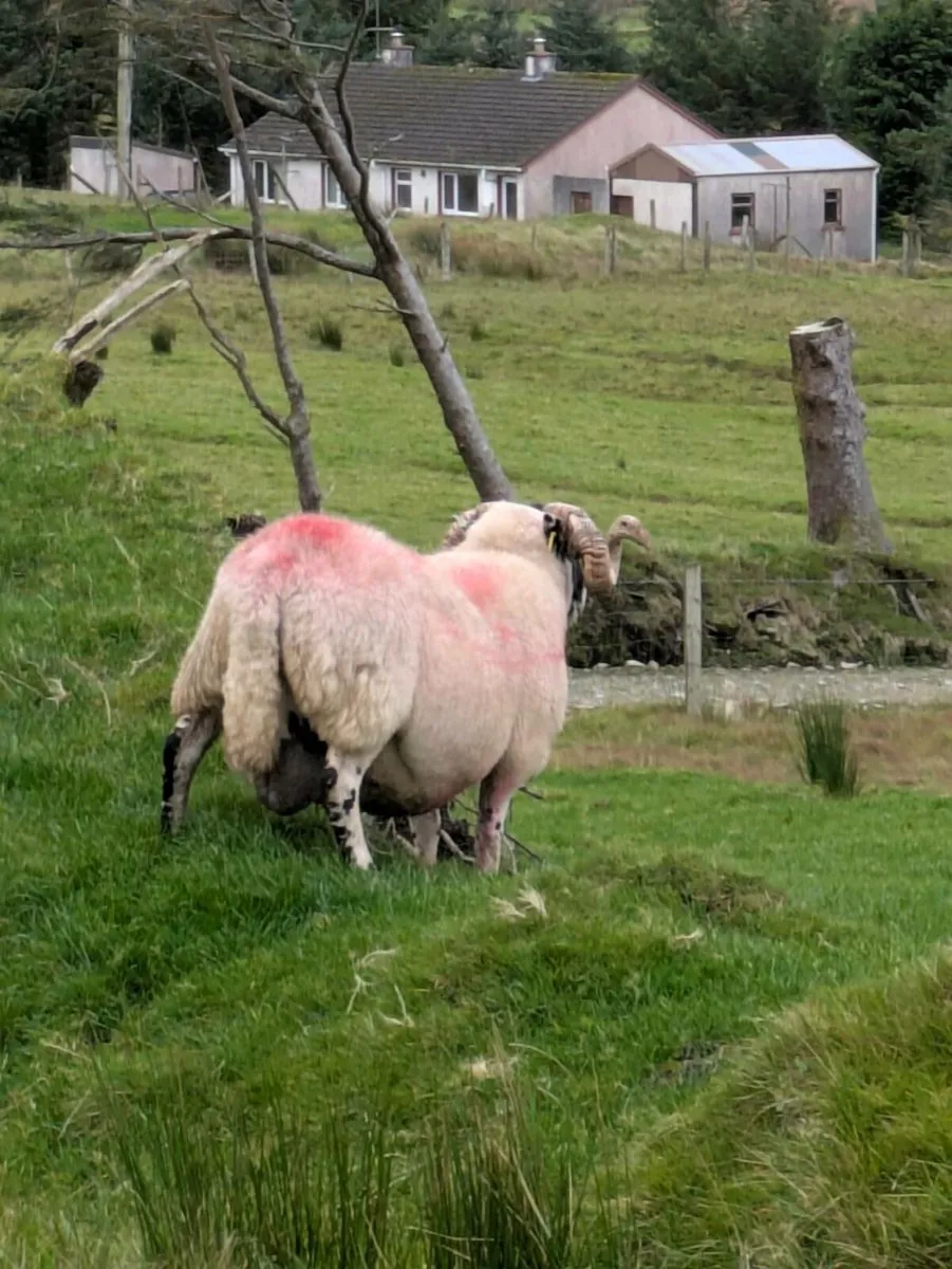 Two Year old Ram - Image 4