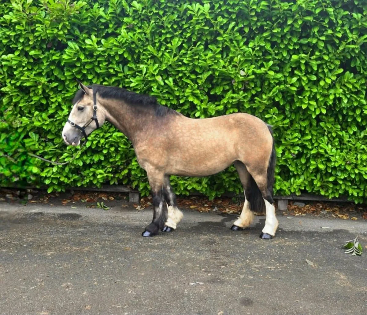 Safe dun cob - Image 1