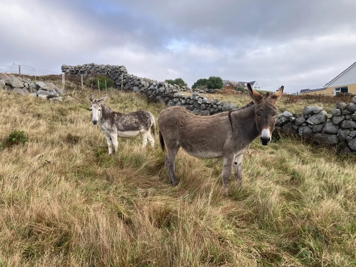 2 Mare Donkeys - Image 1