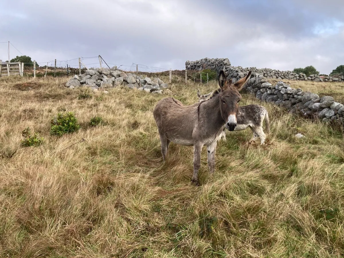 2 Mare Donkeys - Image 2
