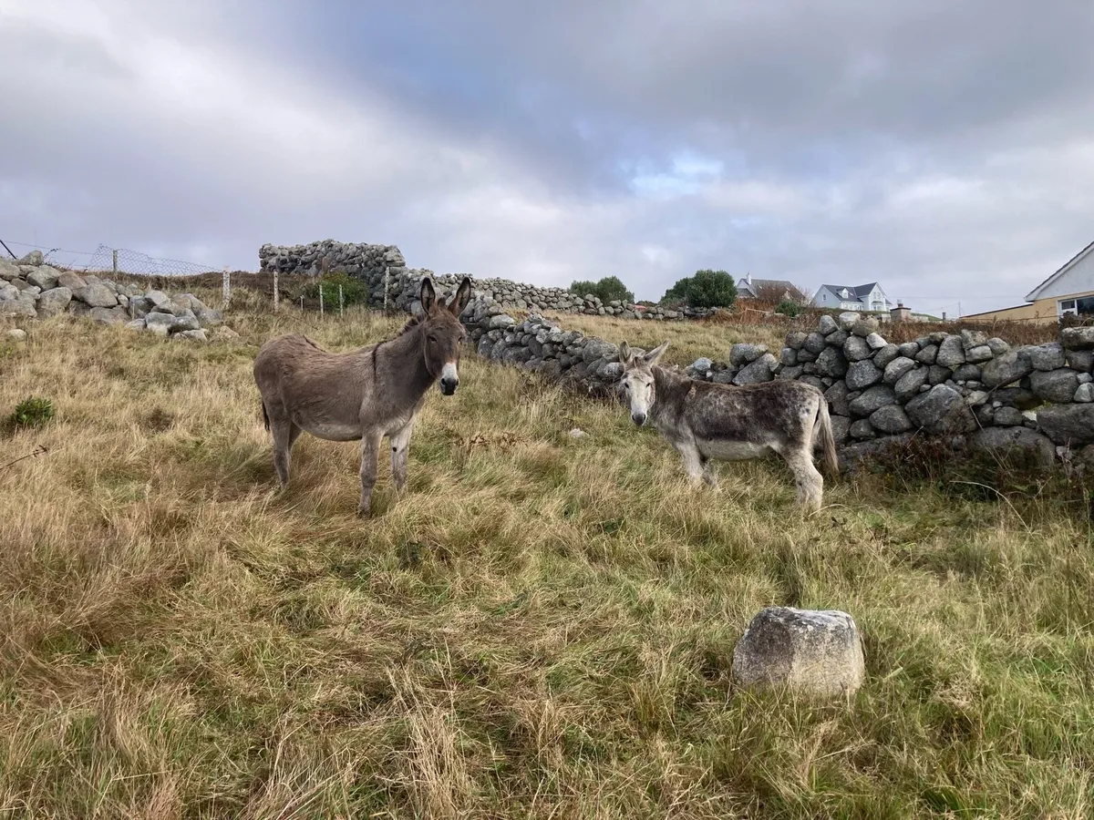2 Mare Donkeys - Image 3