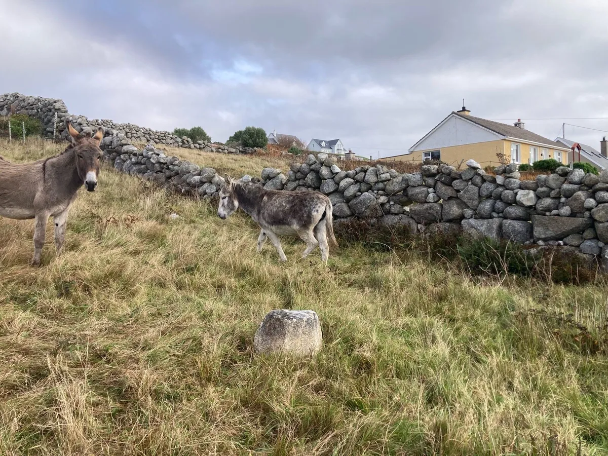 2 Mare Donkeys - Image 4