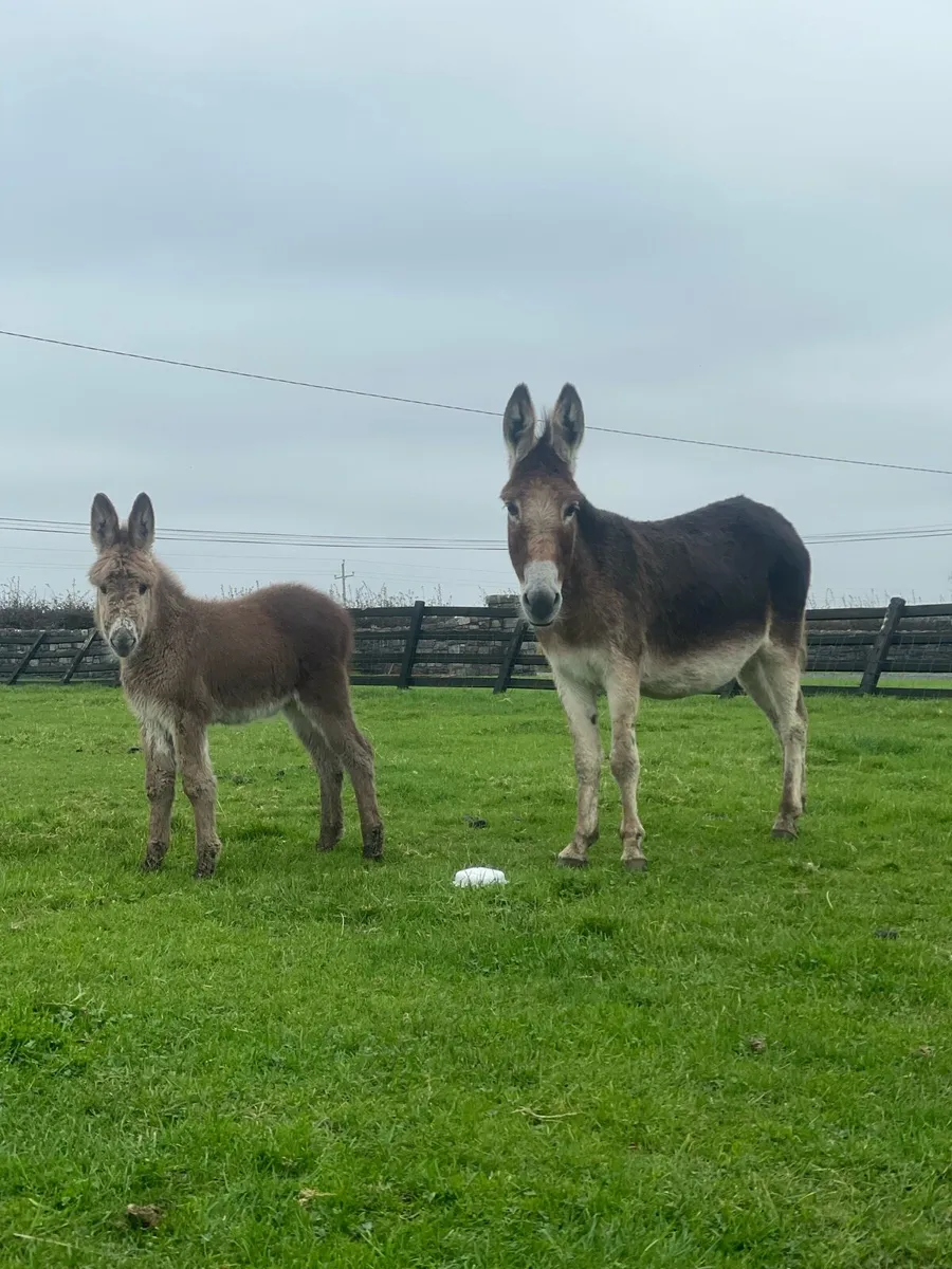 Chestnut mare donkey and chestnut foal - Image 1