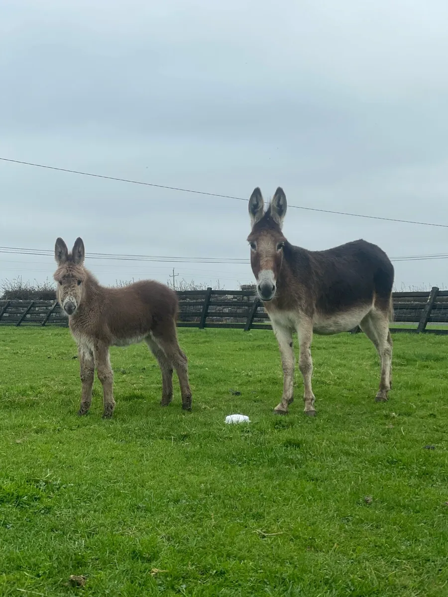 Chestnut mare donkey and chestnut foal - Image 2