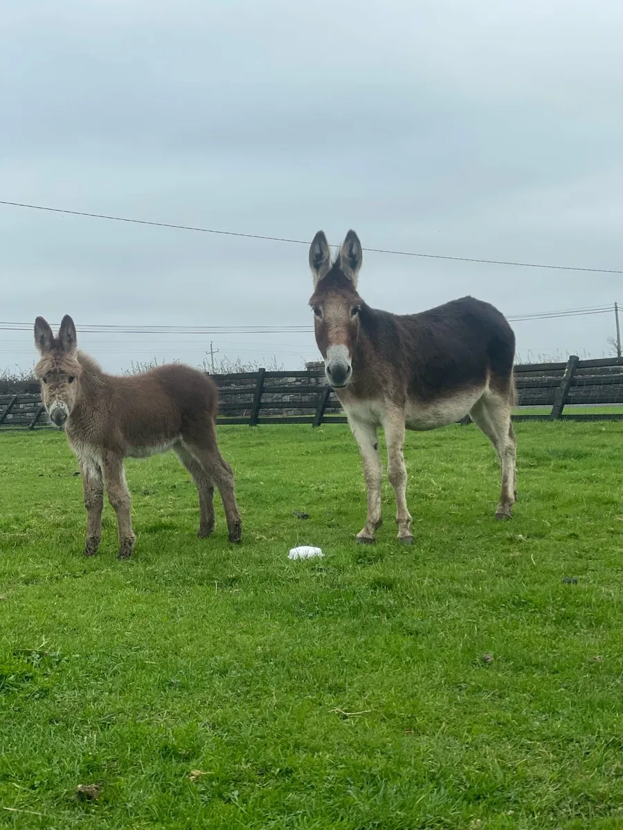 Chestnut mare donkey and chestnut foal - Image 3
