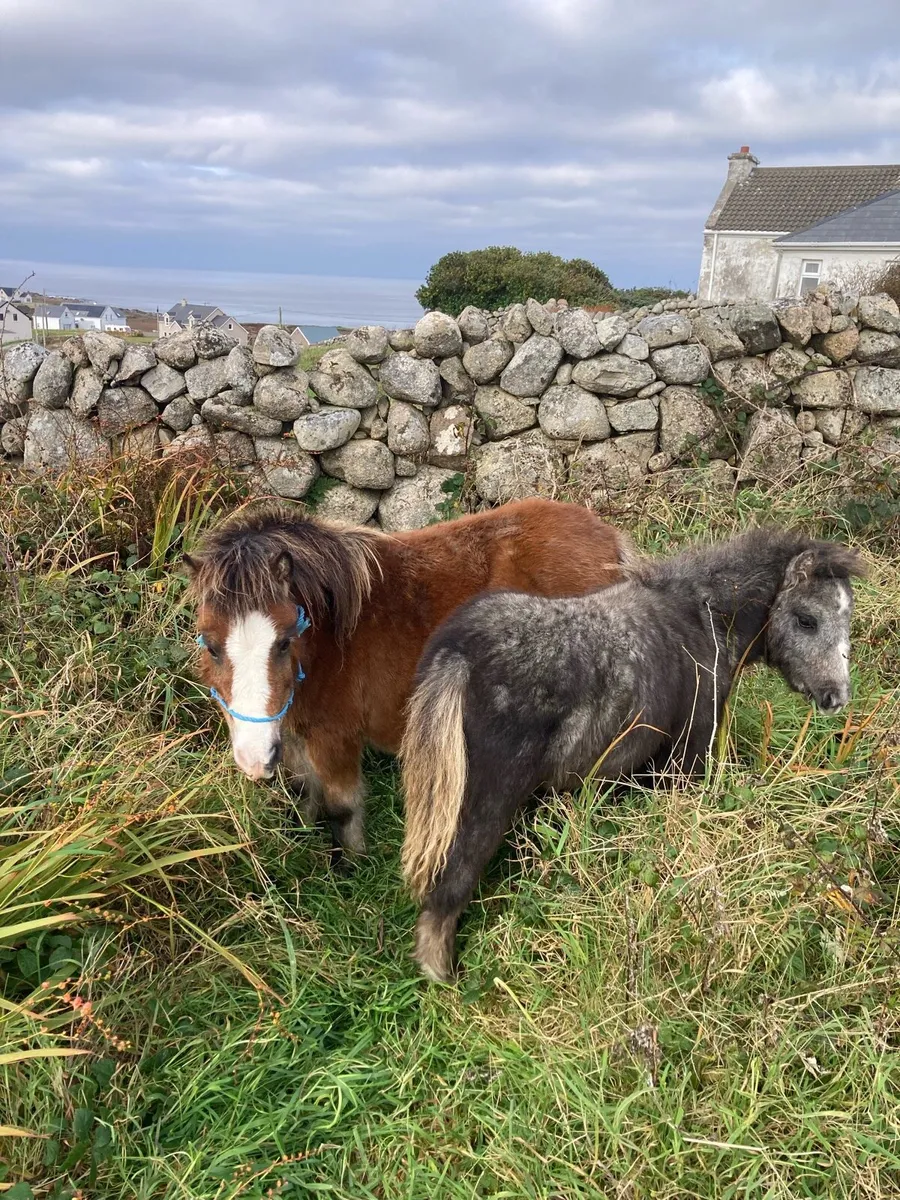 2 miniature ponies - Image 1