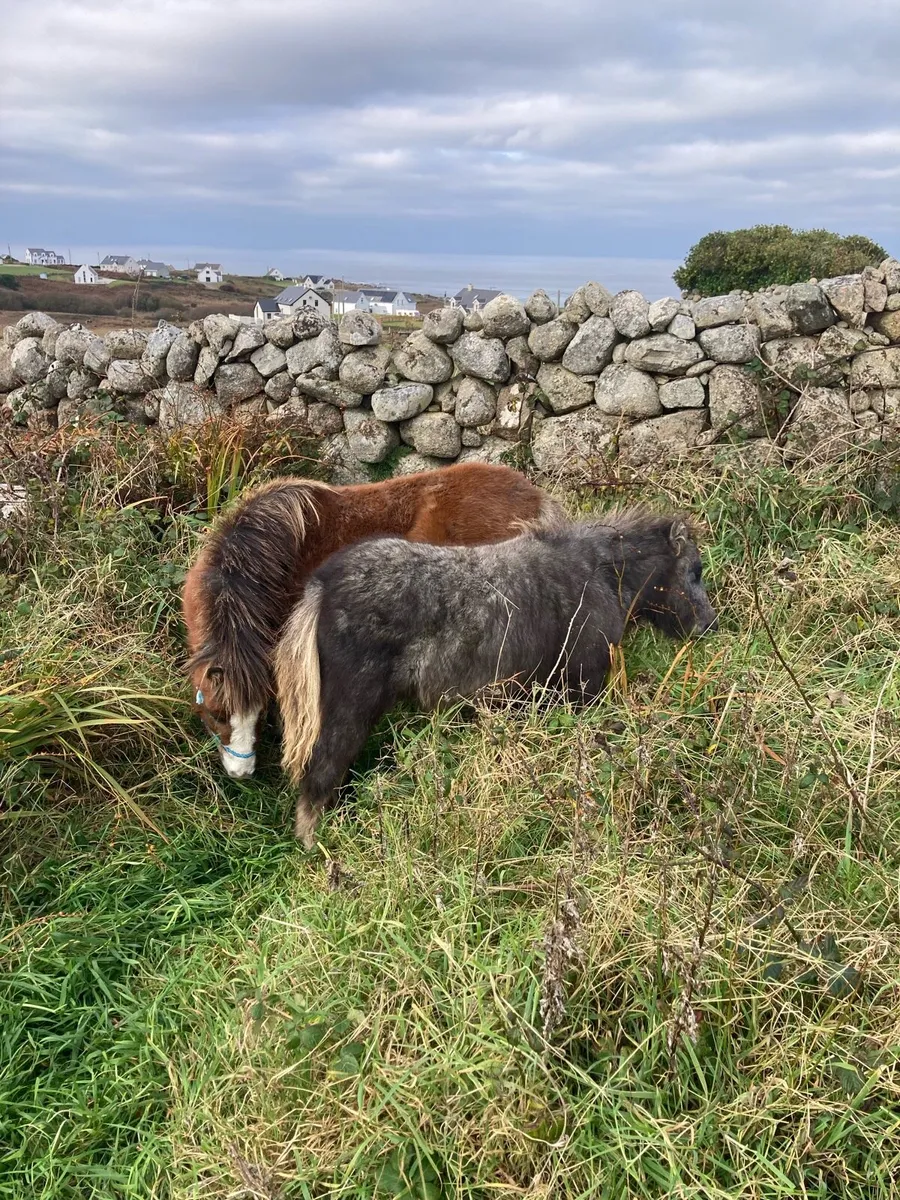 2 miniature ponies - Image 2