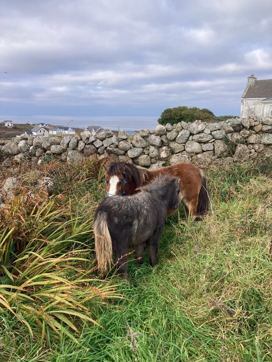 2 miniature ponies - Image 3