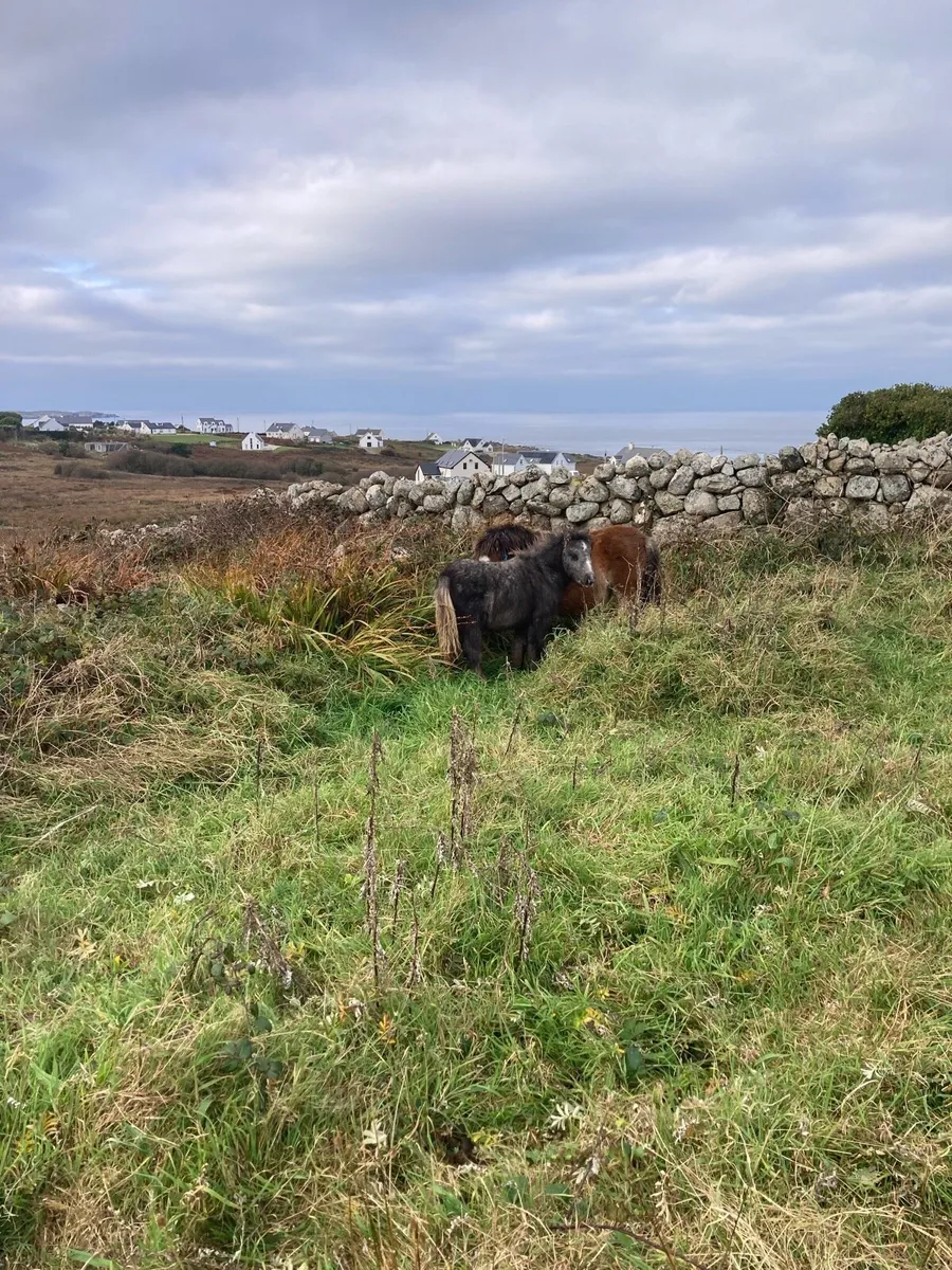 2 miniature ponies - Image 4
