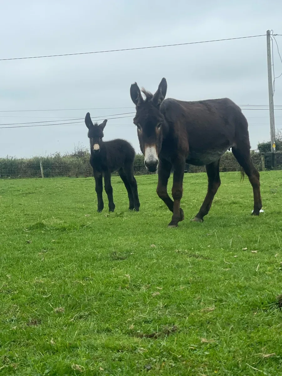 Mare donkey and filly foal - Image 1
