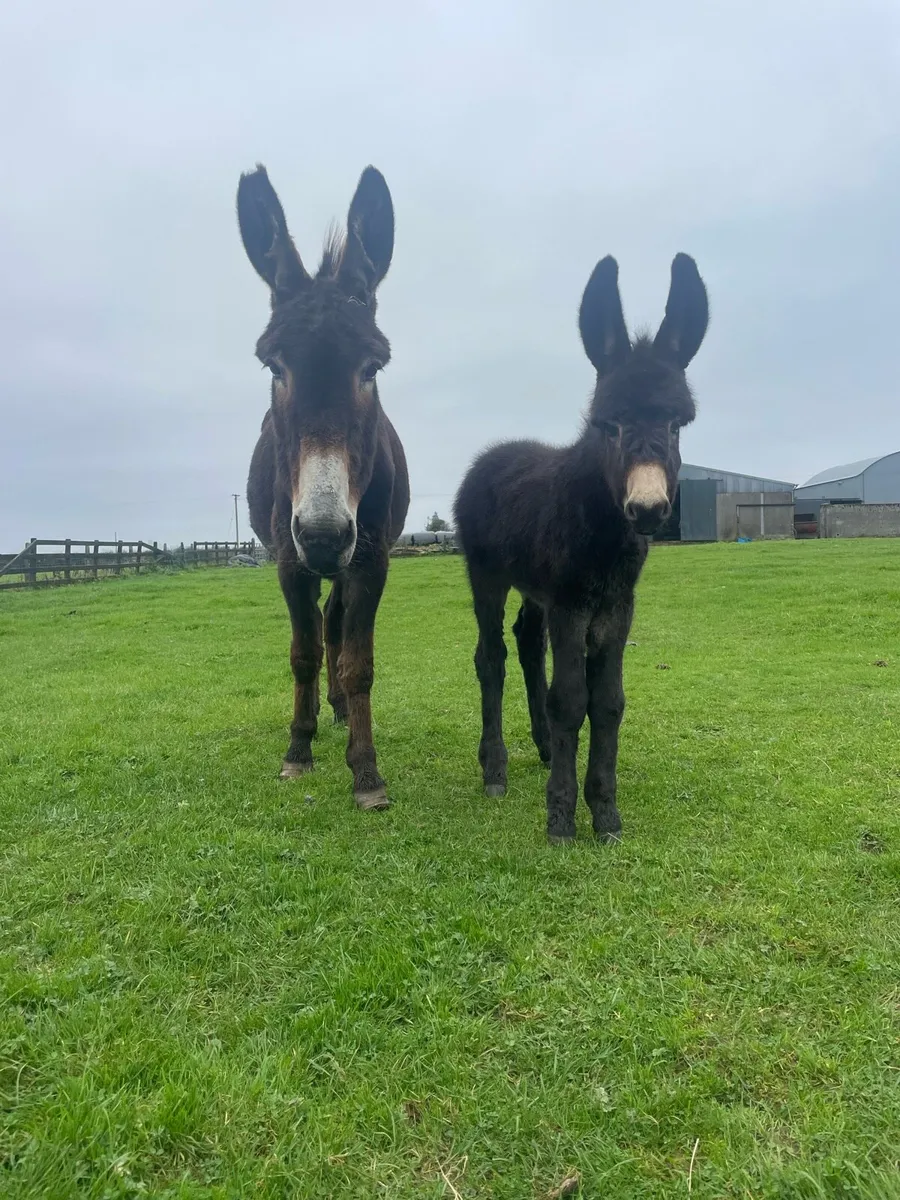 Mare donkey and filly foal - Image 2