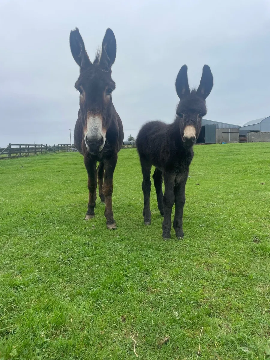 Mare donkey and filly foal - Image 3