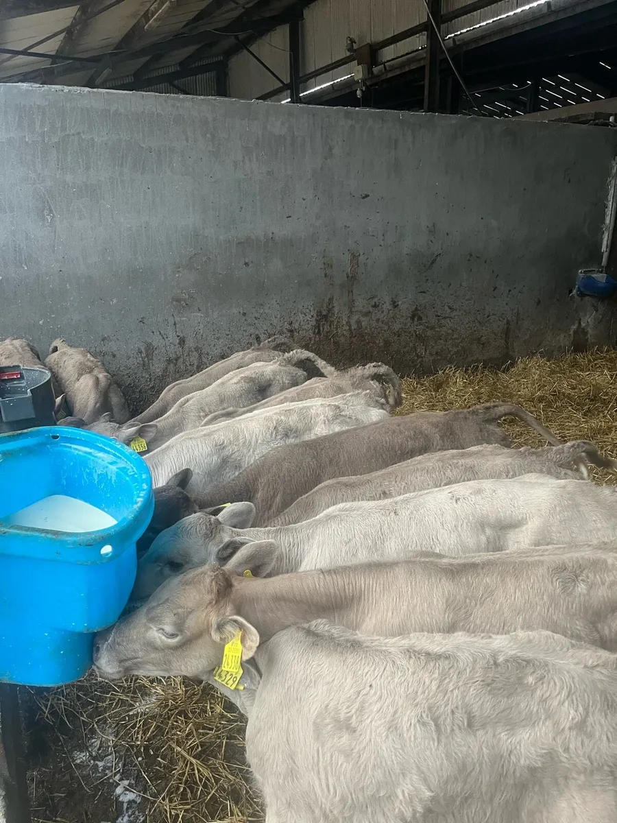 11 Charolais - Image 2