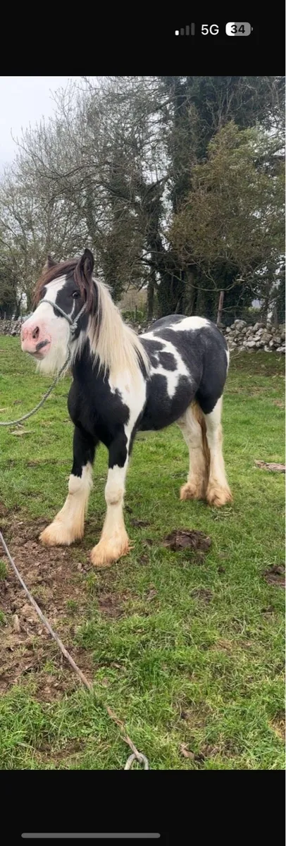 Cob Colt