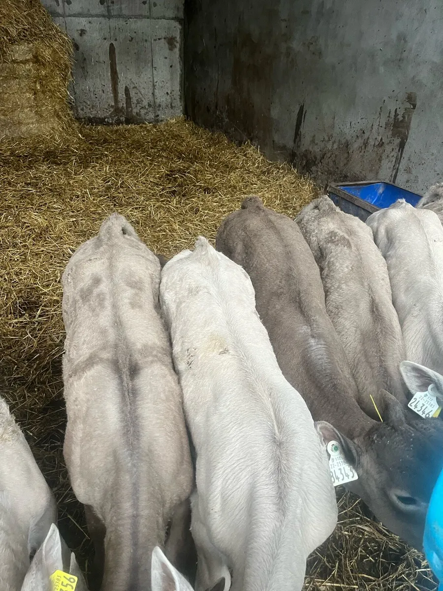 11 Charolais - Image 1