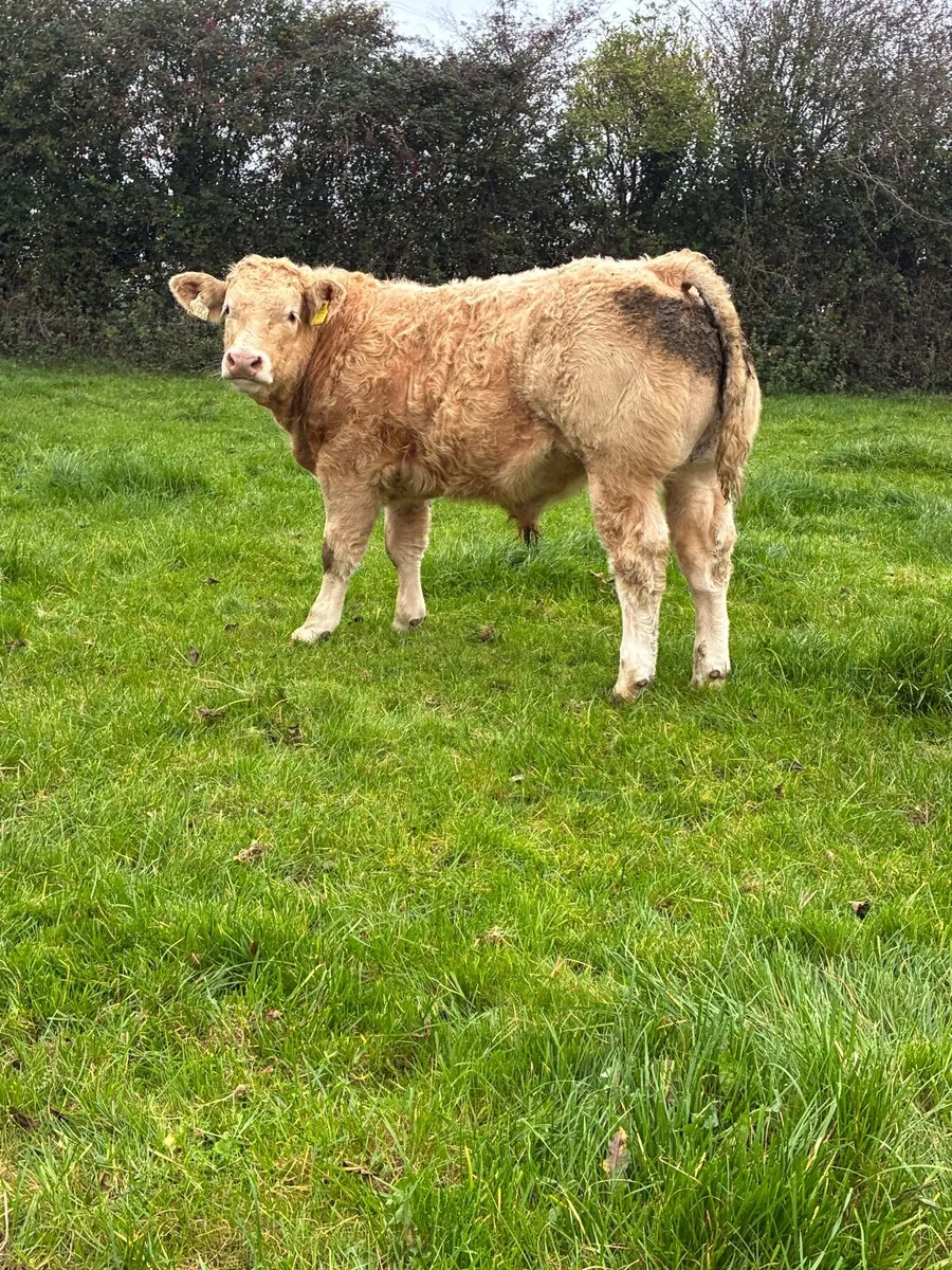Bulls for gvm Tullamore - Image 2