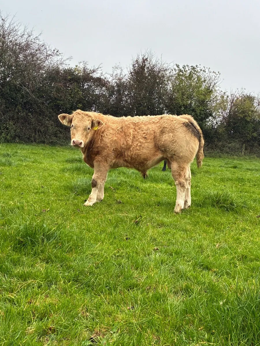 Bulls for gvm Tullamore - Image 1