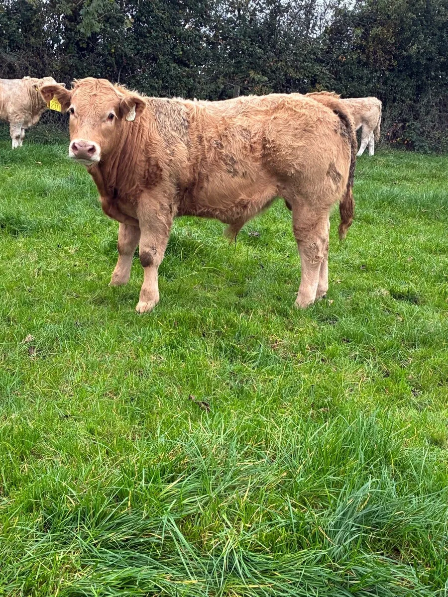 Bulls for gvm Tullamore - Image 3