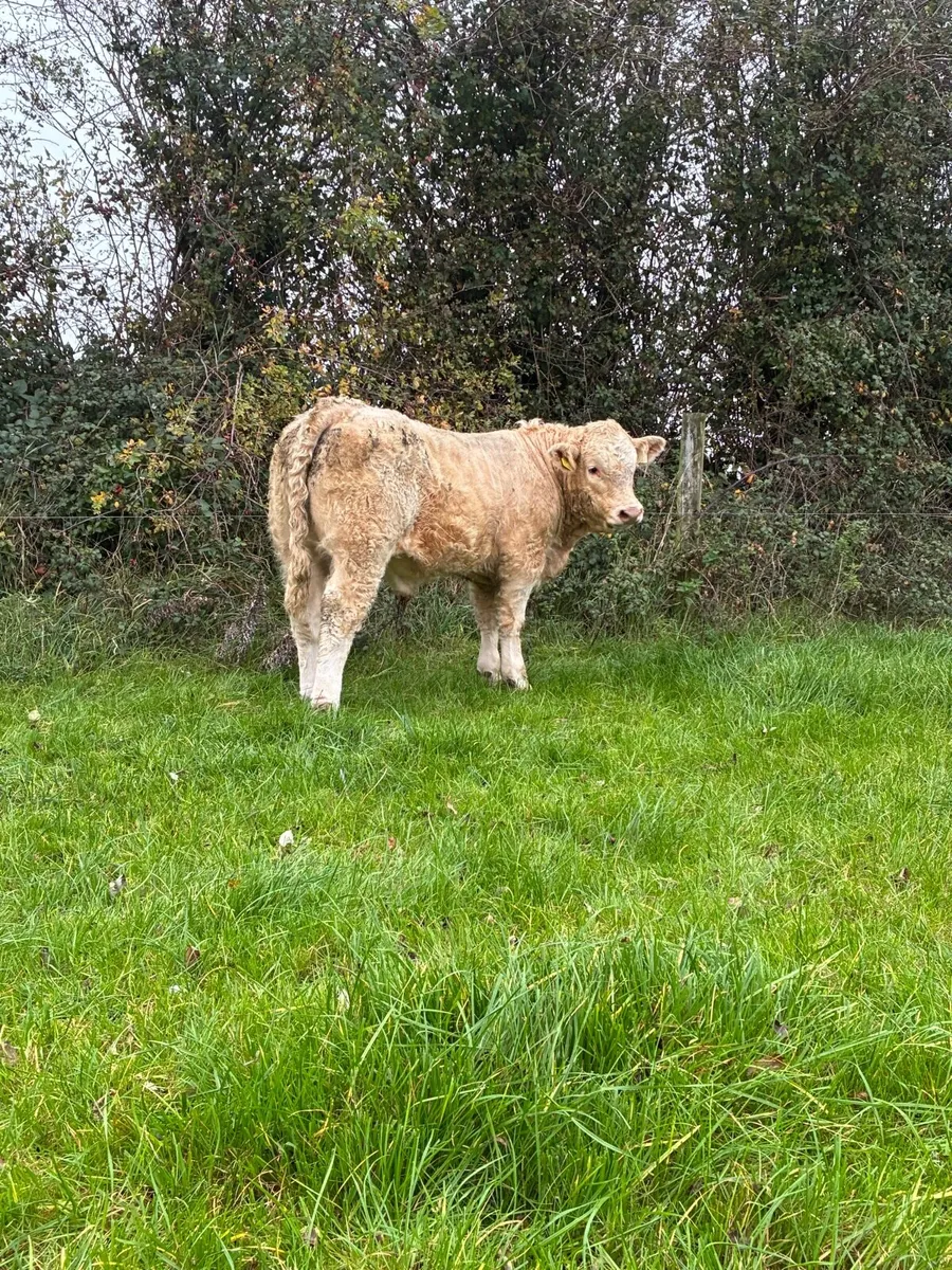 Bulls for gvm Tullamore - Image 4