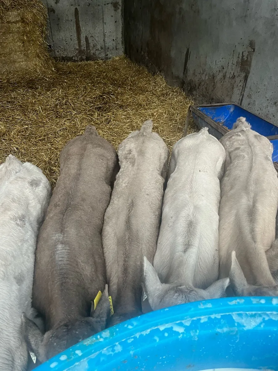 11 Charolais - Image 3