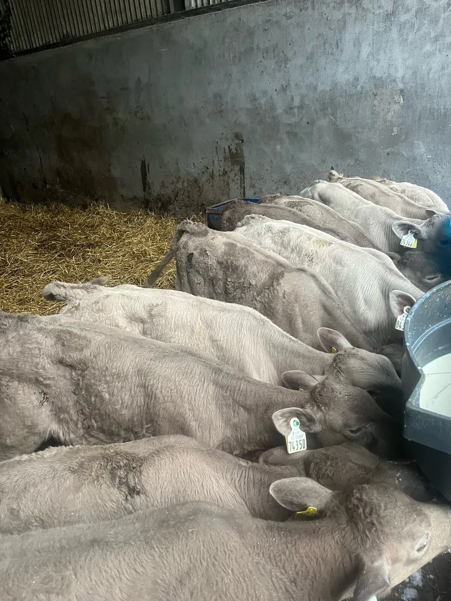 11 Charolais - Image 4