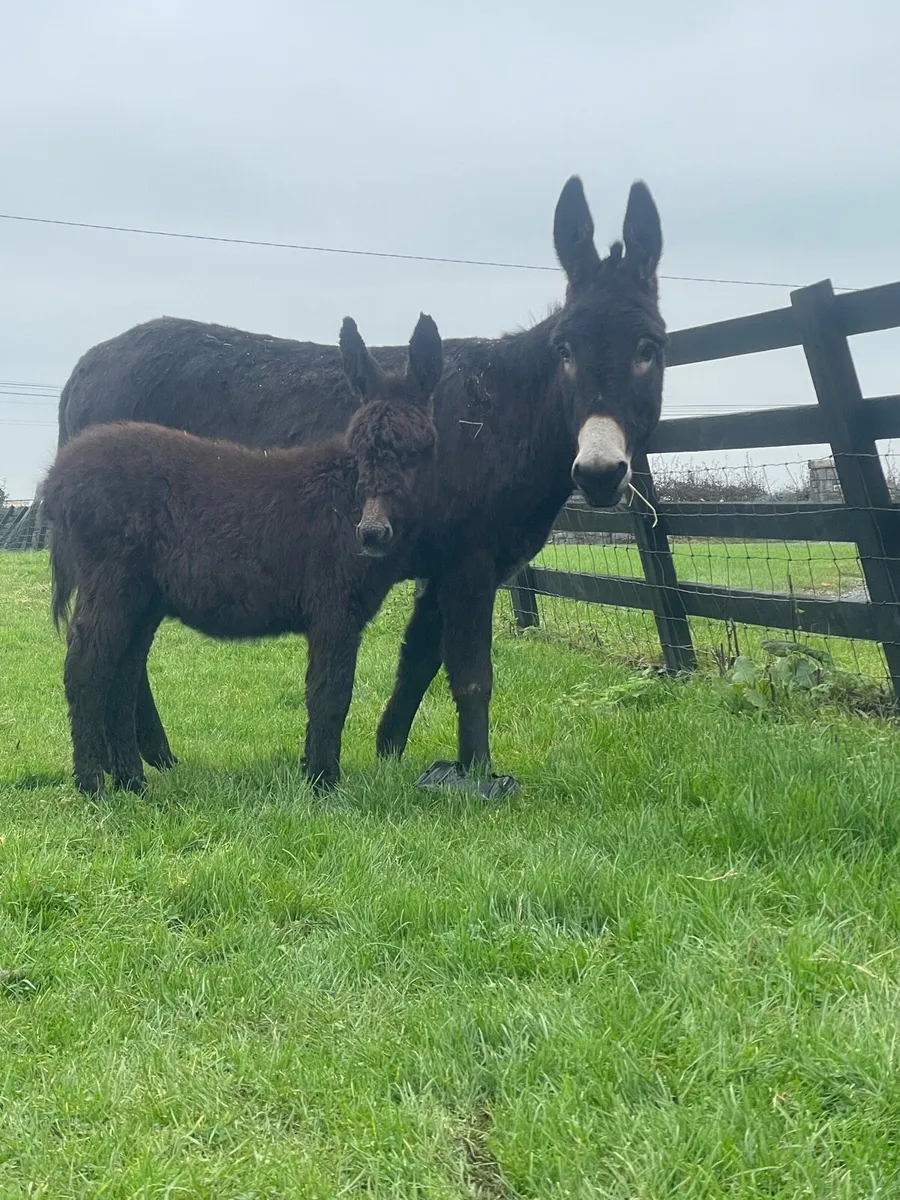 Donkey and filly foal - Image 1