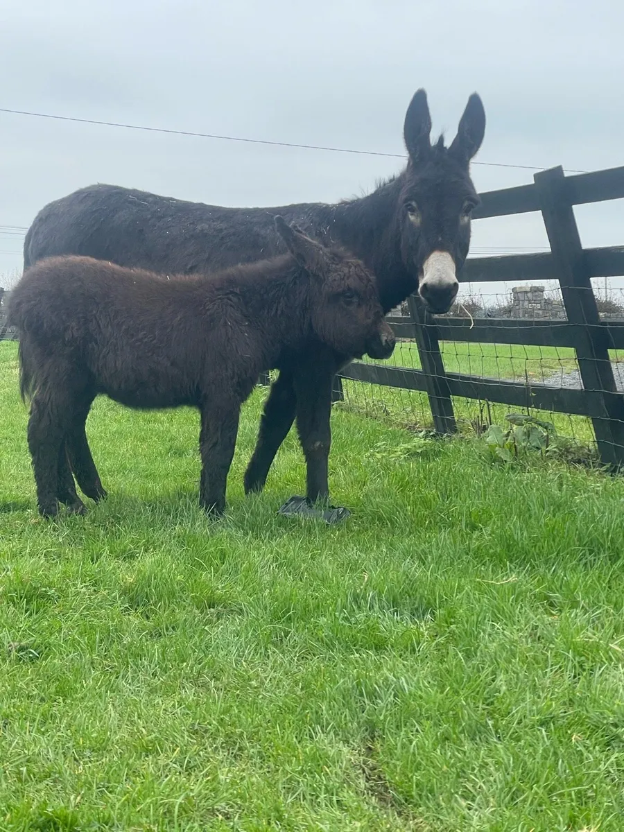 Donkey and filly foal - Image 2