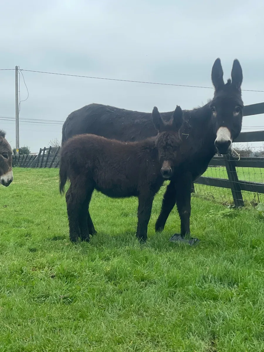 Donkey and filly foal - Image 3