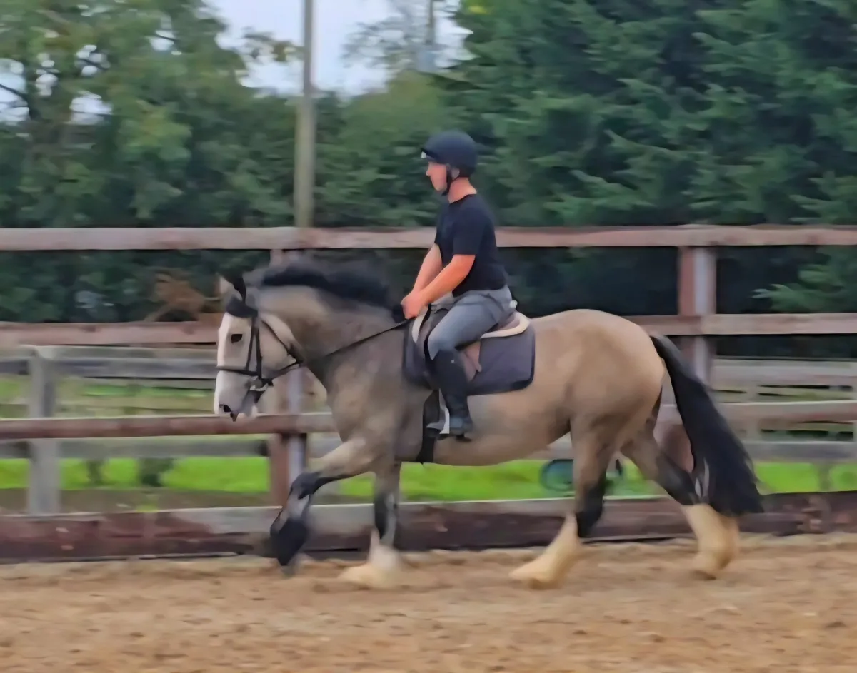 Safe dun cob - Image 3