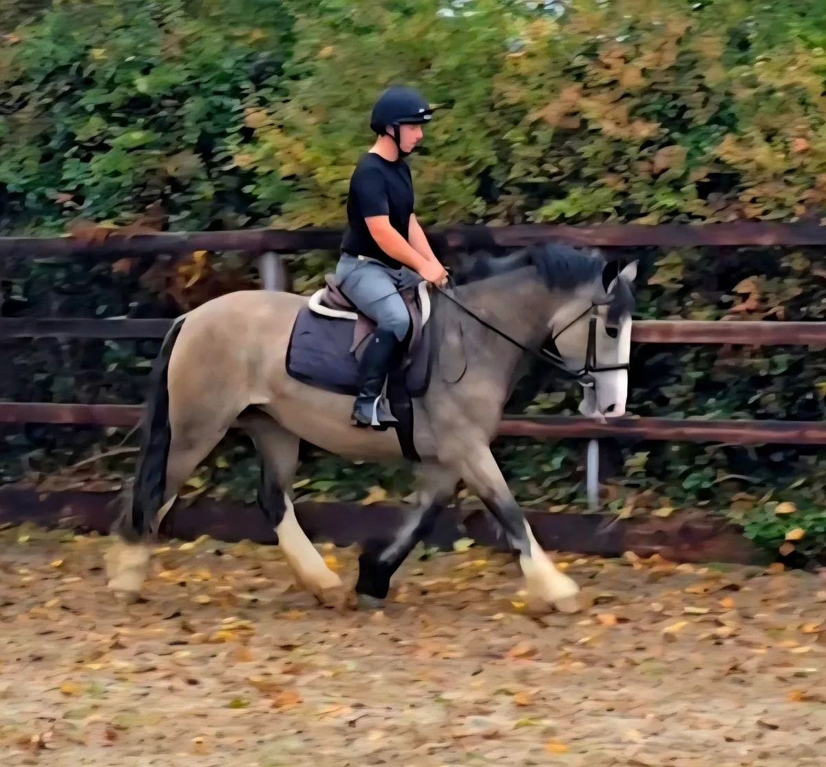 Safe dun cob - Image 4