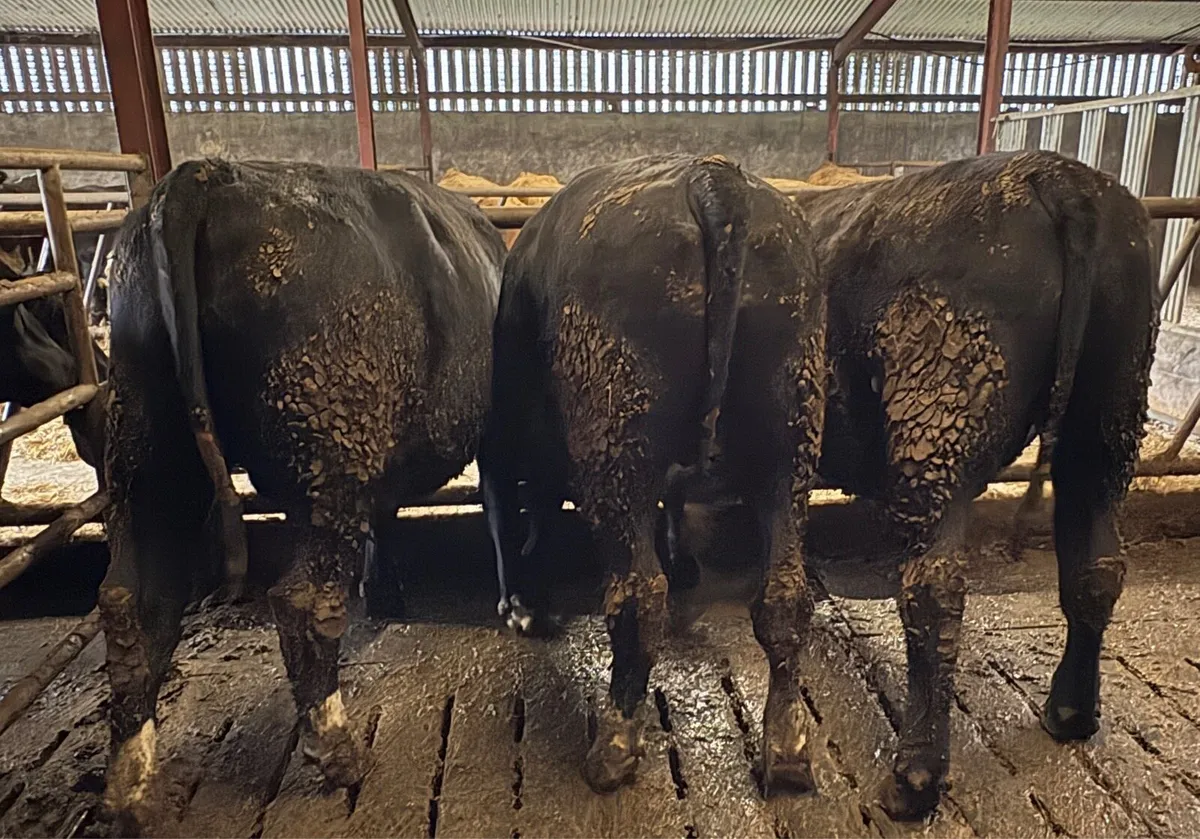Beef - 3 Angus & 1 Limousine Bullock - Image 1